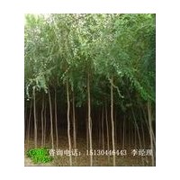 白蠟 國(guó)槐 合歡 垂柳 檉柳