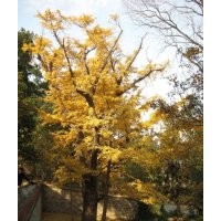 供應(yīng)15公分銀杏樹