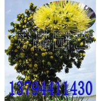 黃金熊貓苗 金蒲桃苗 澳洲黃花樹苗 黃金熊貓種子