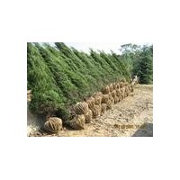 南京蜀檜基地，苗圃2米蜀檜價(jià)格，批發(fā)1米蜀檜價(jià)格