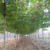 供應(yīng)毛白楊.107.法桐.白蠟.臭椿.國槐