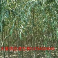 河北速生柳、保定速生柳、西藏速生柳