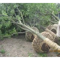 直銷大葉女貞-批發(fā)大葉女貞價(jià)格-常規(guī)大葉女貞價(jià)格