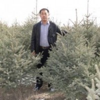 銷售一米五以上綠化工程用云杉,甘肅云杉，大云杉