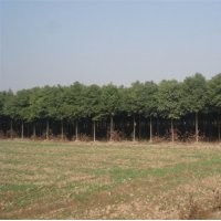 供應(yīng)12-19公分移栽香樟樹(shù)