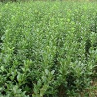 潢川大型綠化苗木基地供應(yīng)廣玉蘭，法桐，紫薇，紅楓等各種綠化苗