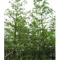 綠化苗木桃花心木、天竺桂、盆架子、尖葉杜英、大葉紫薇、雞冠刺