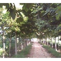 出售 毛白楊，千頭椿，國(guó)槐，法桐，白蠟，合歡，柳樹(shù)等苗木