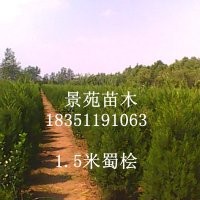江蘇沭陽蜀檜價(jià)格