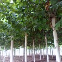 國槐 8-50公分國槐 國槐價格 國槐基地