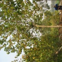 哪里的國槐樹多