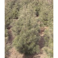 供應(yīng)山西白皮松好苗一級(jí)苗(圖)什么地方白皮松好