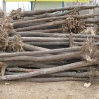 供白蠟、榆樹、國槐、合歡、刺槐、檉柳、杜梨等