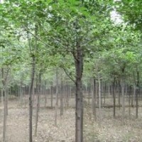 山東國槐樹價格