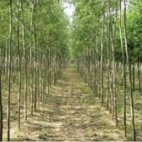 竹柳工程苗、竹柳綠化苗、竹柳插段