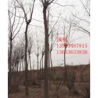 山西 國(guó)槐基地