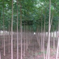 山東專供千頭椿.千頭椿種根.冠縣千頭椿