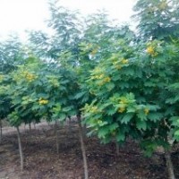 綠化苗木黃花槐-基地綠化苗木黃花槐
