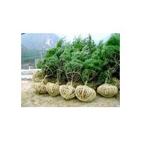 供應(yīng)白皮松價格，1米白皮松－6米白皮松價格，山西白皮松