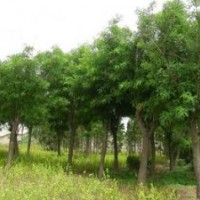 供應(yīng)：紫荊、紫薇、木槿、櫻花、國槐、垂槐、大葉黃楊 等等