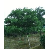 移植骨架香樟，景列白蘭，紫薇，杜鵑，桂花樹，紅葉石楠