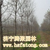 白臘 截干1--3年冒白臘