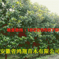 8公分10公分12公分12公分15公分廣玉蘭價(jià)格