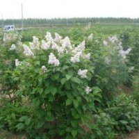 赤峰丁香河北丁香價格