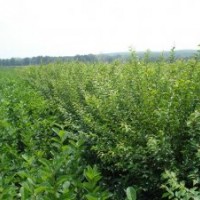 包頭供應榆葉梅