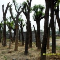 供應(yīng) 山西優(yōu)質(zhì)直徑20-50公分國槐樹