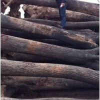 工程白皮松，國(guó)槐，國(guó)槐小苗，皂角，速生楊，垂柳