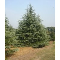 山東泰安黑松，龍柏，雪松