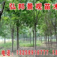 長(zhǎng)期供應(yīng)白蠟，速生白蠟，國(guó)槐，速生國(guó)槐，垂柳，竹柳，速生柳