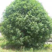 桂花 丹桂 金桂 大樹出售