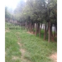 全冠國槐樹半冠國槐樹羅根捷桿國槐樹山東苗場