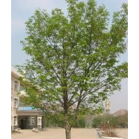 秦皇島胸徑4-7公分龍爪槐，4-6公分火炬樹(shù)