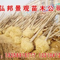 惠民6-10公分二次定桿白蠟，10-30公分土球全冠國槐