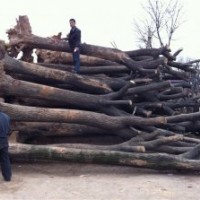 2年國(guó)槐，3-15公分國(guó)槐，30公分國(guó)槐