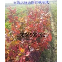 美國(guó)紅楓小苗