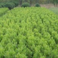 供小葉黃楊，小葉黃楊價(jià)格，江蘇小葉黃楊價(jià)格，小葉黃楊基地價(jià)格