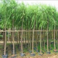8公分垂柳價格8-20公分饅頭柳垂柳供應(yīng)商機