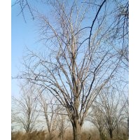 出售國槐、銀杏