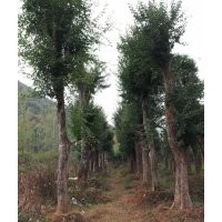 湖北全冠三角楓供應(yīng)