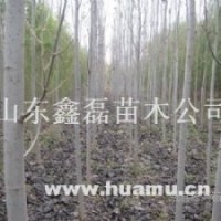 供毛白楊種苗，（速生柳/垂柳/黃柳）種條，速生法桐種條速生楊