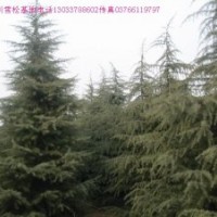 雪松價格,棕櫚價格,紅花繼木球價格,八月桂價格表