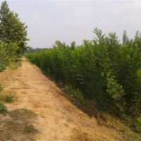 出售1-30cm國(guó)槐