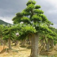 供應(yīng)羅漢松