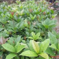 供應(yīng)丹桂苗