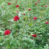 供應(yīng)玫瑰花