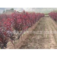 大量?jī)?yōu)質(zhì)紅葉李子苗，密枝紅葉李，太陽(yáng)李苗，
